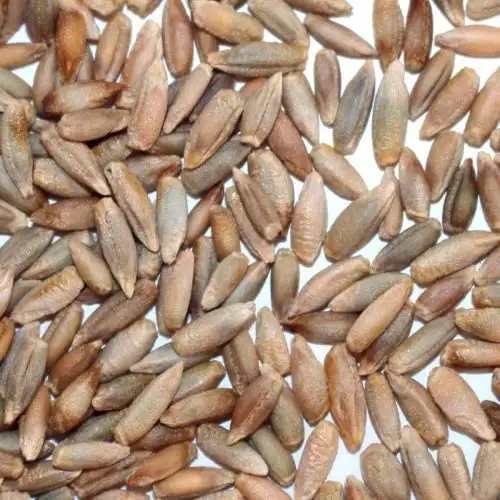 BIO Waldstaudenroggen 5kg - direkt vom Bauernhof - aus kontrolliert biologischem Anbau