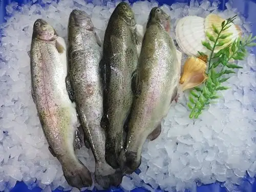 Lachsforellen gesalzen 1000g zum selber Räuchern