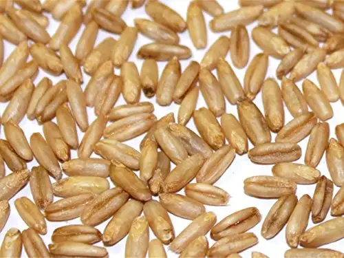 BIO Nackthafer 10kg - direkt vom Bauernhof - aus kontrolliert biologischem Anbau
