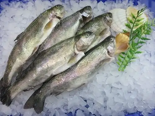 Klaassen Forellen, zum selber Räuchern, fertig gesalzen, 1000g