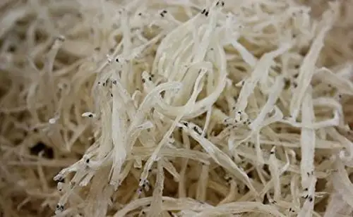 1 Pfund (454 Gramm) Getrockneter winziger Silberfisch vom Changjiang Fluss von China