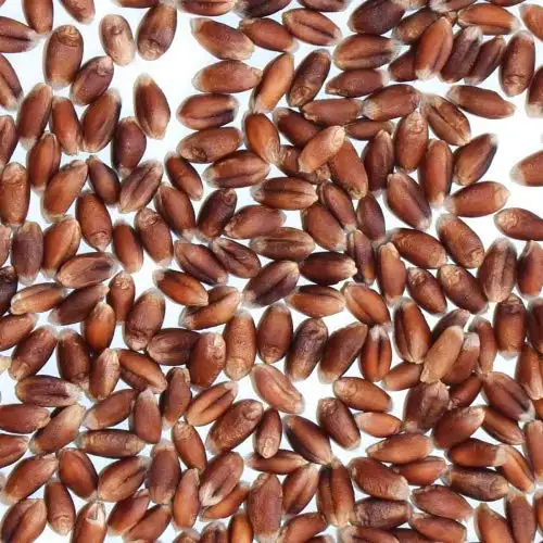 BIO Rotkornweizen 25kg - direkt vom Bauernhof - aus kontrolliert biologischem Anbau