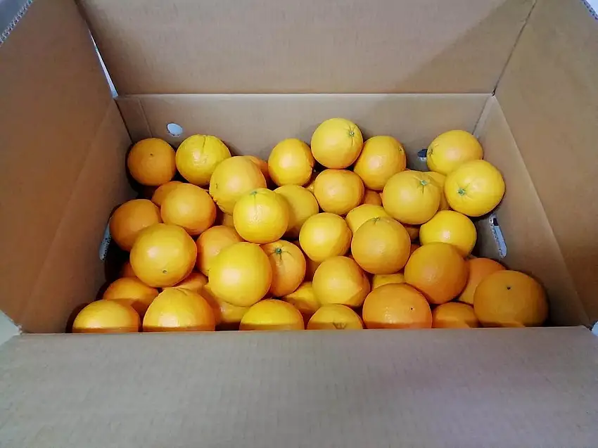 18 KG - FRISCHE KALABRISCHE ORANGEN - Gemischtes Kaliber - Süßer Geschmack - Unbehandelte und garantiert essbare Schale - Giardino Digitale - Hergestellt in Kalabrien in Corigliano Calabro - ITALIEN