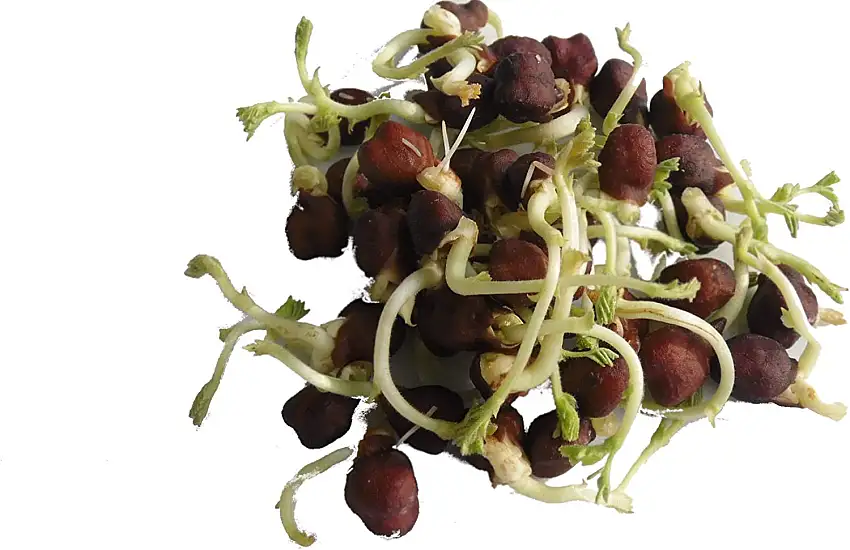 500g BIO Keimsprossen Kichererbsen Black Sprossen Mikrogrün Microgreen Sprossenanzucht schwarz Kichererbse