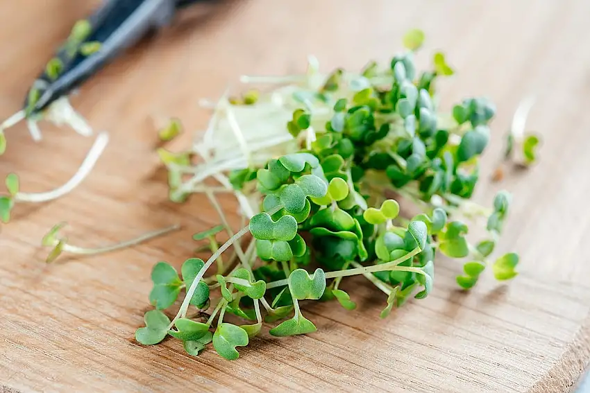 Bio Rucola Sprossen Samen 500 g Keimsaat für Microgreens Rucolasprossen Vegan Rohkost
