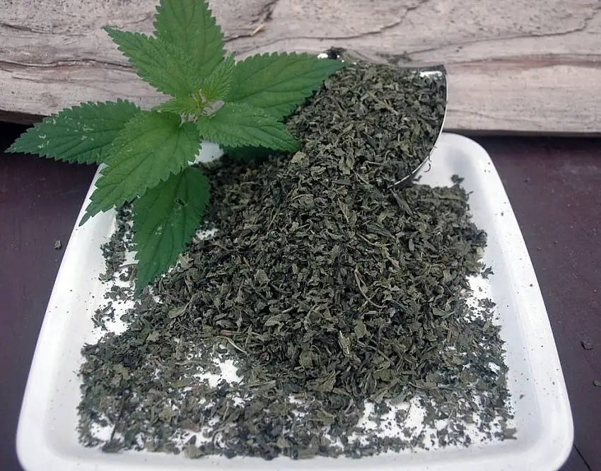 Naturix24 – Brennnesseltee, Brennnesselblätter geschnitten – 500 g Beutel