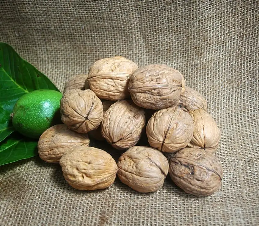 Naturix24 – Walnüsse ganz – 1 Kg-Beutel