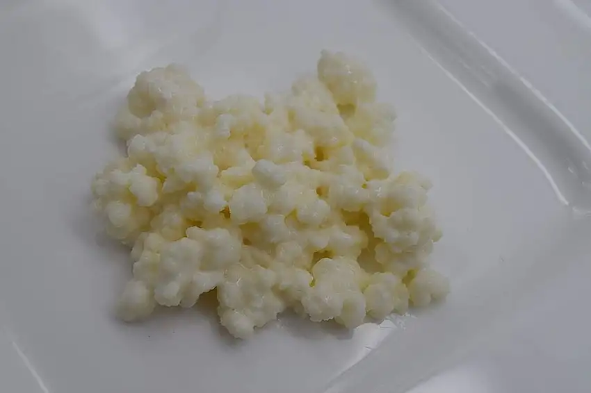 Milchkefir, Tibetanische Kefirknolle
