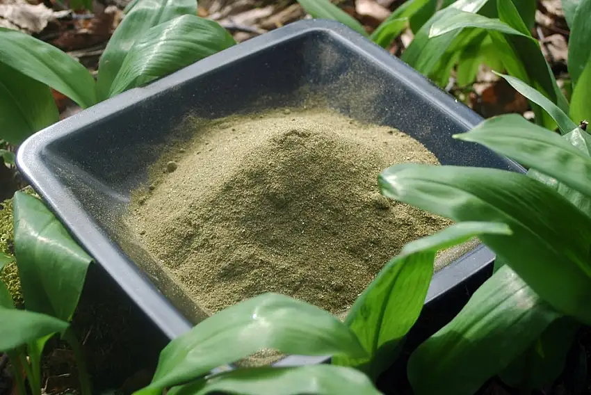 Naturix24 – Bärlauchpulver, Bärlauch gemahlen – 500g-Beutel