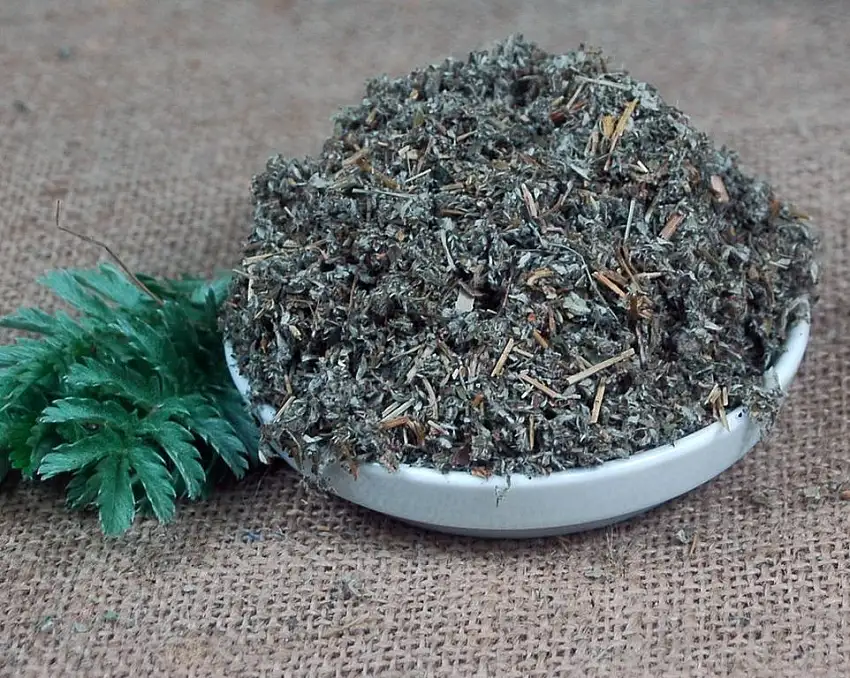Naturix24 – Gänsefingerkraut geschnitten - 250 g