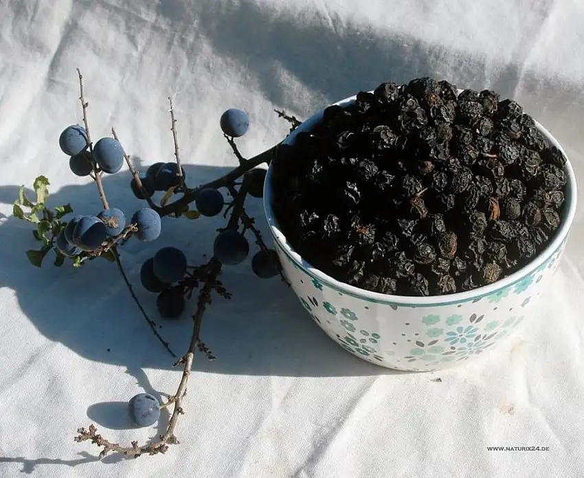 Naturix24 – Schlehen, Schlehdornfrüchte ganz – 1 Kg-Beutel