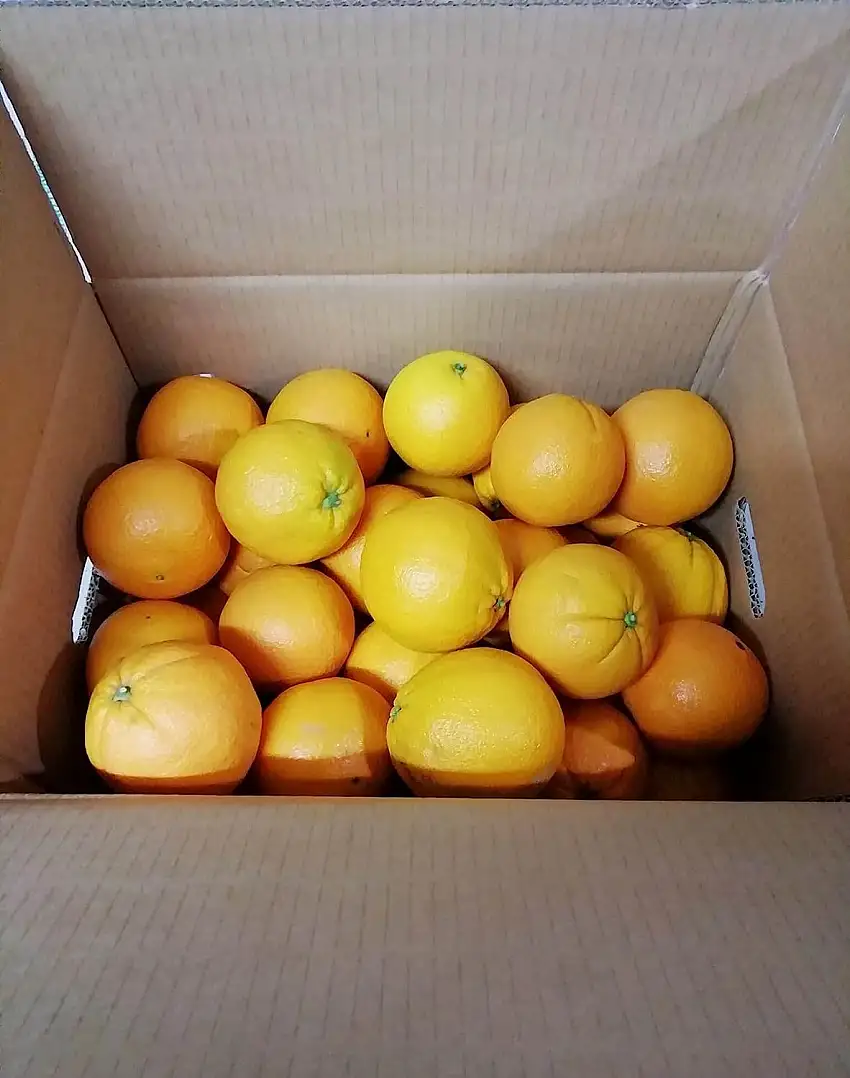9 KG - FRISCHE KALABRISCHE ORANGEN - Gemischtes Kaliber - Süßer Geschmack - Unbehandelte und garantiert essbare Schale - Giardino Digitale - Hergestellt in Kalabrien in Corigliano Calabro - ITALIEN