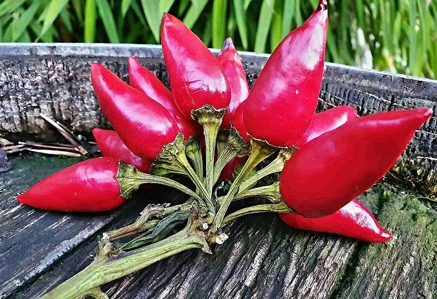 100 Piri Piri Chili Samen, African bird's eye chili, 175000 Scoville, Capsicum Frutescens