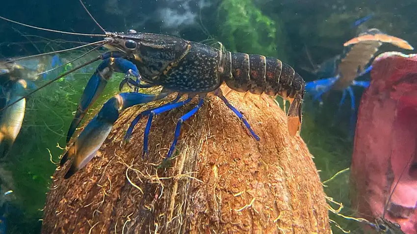 "blue moon Typ I" Pärchen Cherax 2Stk.