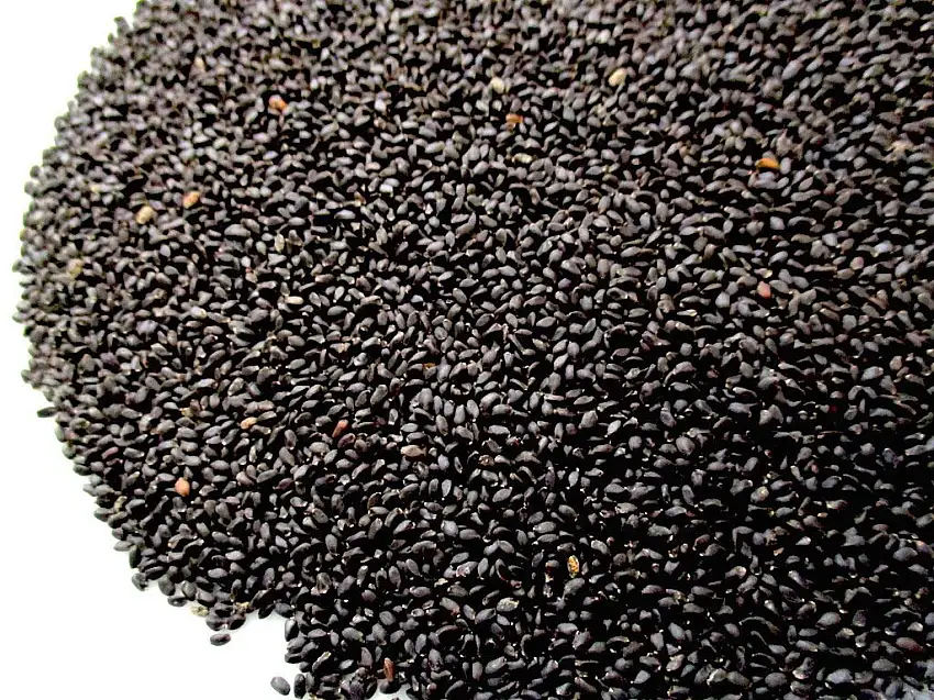 TRS Tukmaria 100 g