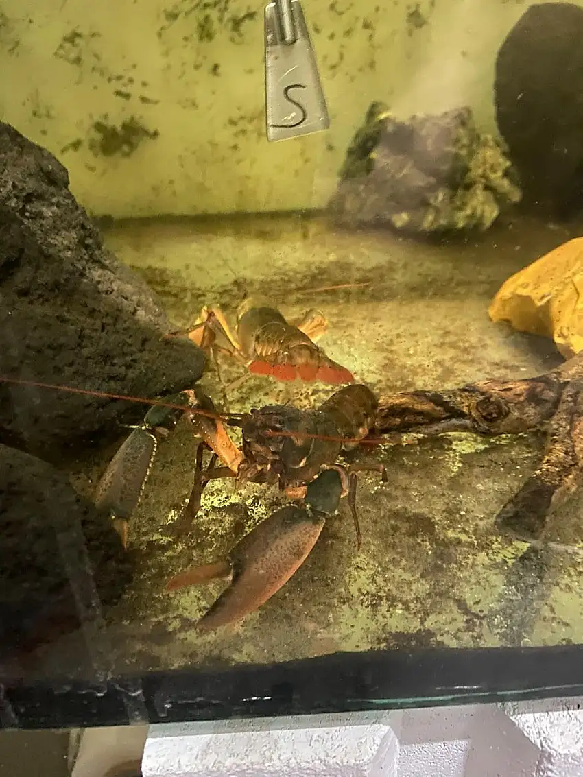 "Black Skorpion" Krebs Pärchen Cherax 2Stk.