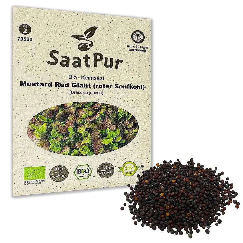 Mustard Red Giant BIO Keimsprossen von SaatPur - roter Senfkohl Sprossen, Microgreen - 20g